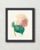 Vintage French Pink Hydrangea Hortensia Art Print