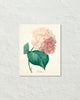 Vintage French Pink Hydrangea Hortensia Art Print