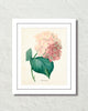 Vintage French Pink Hydrangea Hortensia Art Print