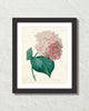 Vintage French Hydrangea Collage Art Print