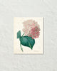 Vintage French Hydrangea Collage Art Print