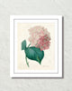 Vintage French Hydrangea Collage Art Print