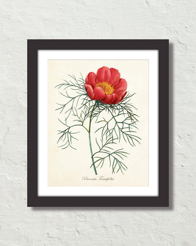 Vintage Peony Paeonia Tenufolia Art Print