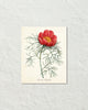 Vintage Peony Paeonia Tenufolia Art Print