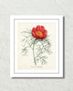 Vintage Peony Paeonia Tenufolia Art Print