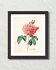 Vintage Rosa Gallica No. 11 Botanical Art Print