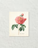 Vintage Rosa Gallica No. 11 Botanical Art Print