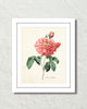 Vintage Rosa Gallica No. 11 Botanical Art Print