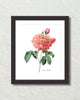 Vintage Rosa Gallica No. 12 Botanical Art Print