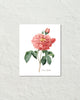 Vintage Rosa Gallica No. 12 Botanical Art Print