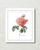 Vintage Rosa Gallica No. 12 Botanical Art Print