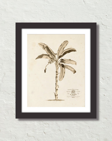 Vintage French Banana Palm Tree No. 1 Sepia Tint Art Print