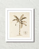 Vintage French Banana Palm Tree No. 1 Sepia Tint Art Print