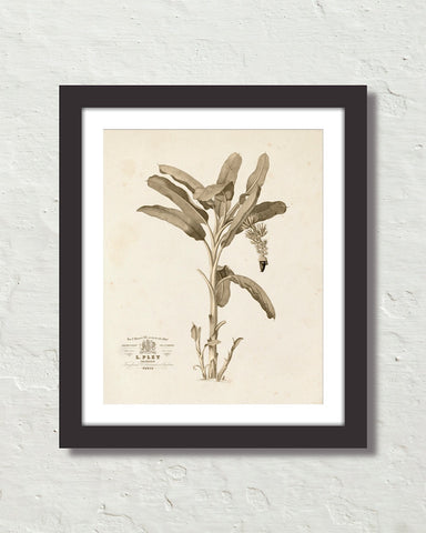 Vintage French Banana Palm Tree No. 2 Sepia Tint Art Print
