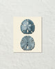 Vintage Sand Dollar No. 4 Blue Tint Art Print