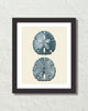 Vintage Sand Dollar No. 4 Blue Tint Art Print