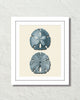 Vintage Sand Dollar No. 4 Blue Tint Art Print