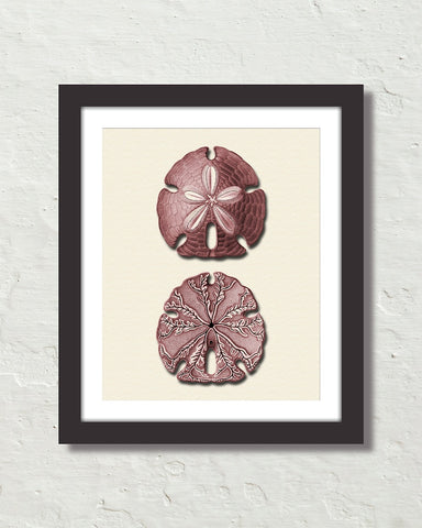 Vintage Sand Dollar No. 2 Red Tint Art Print