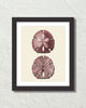 Vintage Sand Dollar No. 2 Red Tint Art Print