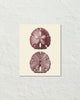 Vintage Sand Dollar No. 2 Red Tint Art Print