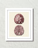 Vintage Sand Dollar No. 2 Red Tint Art Print