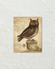 Vintage Owl Collage No. 72 Original Natural History Art Print