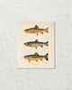 Vintage Trout Fish Art Print No. 1
