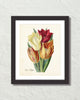 Vintage Tulips No. 42 Botanical Art Print