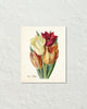 Vintage Tulips No. 42 Botanical Art Print