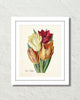 Vintage Tulips No. 42 Botanical Art Print