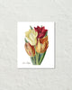 Vintage Tulips No. 40 Botanical Art Print