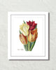 Vintage Tulips No. 40 Botanical Art Print