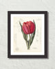 Vintage Tulip Collage No. 66 Botanical Art Print
