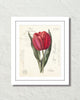 Vintage Tulip Collage No. 66 Botanical Art Print
