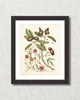 Catesby Botanical Print No. 87 Art Print