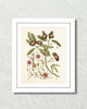 Catesby Botanical Print No. 87 Art Print