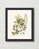 Catesby Botanical Print No. 93 Art Print