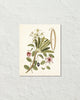 Catesby Botanical Print No. 93 Art Print