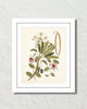 Catesby Botanical Print No. 93 Art Print