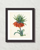 Fritillaria Imperialise Antique Botanical Art Print