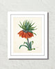 Fritillaria Imperialise Antique Botanical Art Print