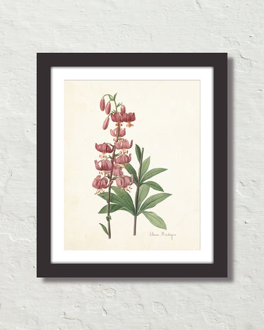 Lilium Martagon Antique Botanical Art Print