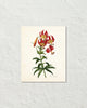 Lilium Superbum Antique Botanical Art Print