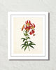 Lilium Superbum Antique Botanical Art Print