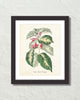 Vintage Sage Leaf Stachya No. 72 Botanical Art Print