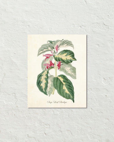 BOTANICAL ART 【import品】 Amazon.com: 72