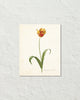 Antique Botanical Tulip No. 11 Art Print