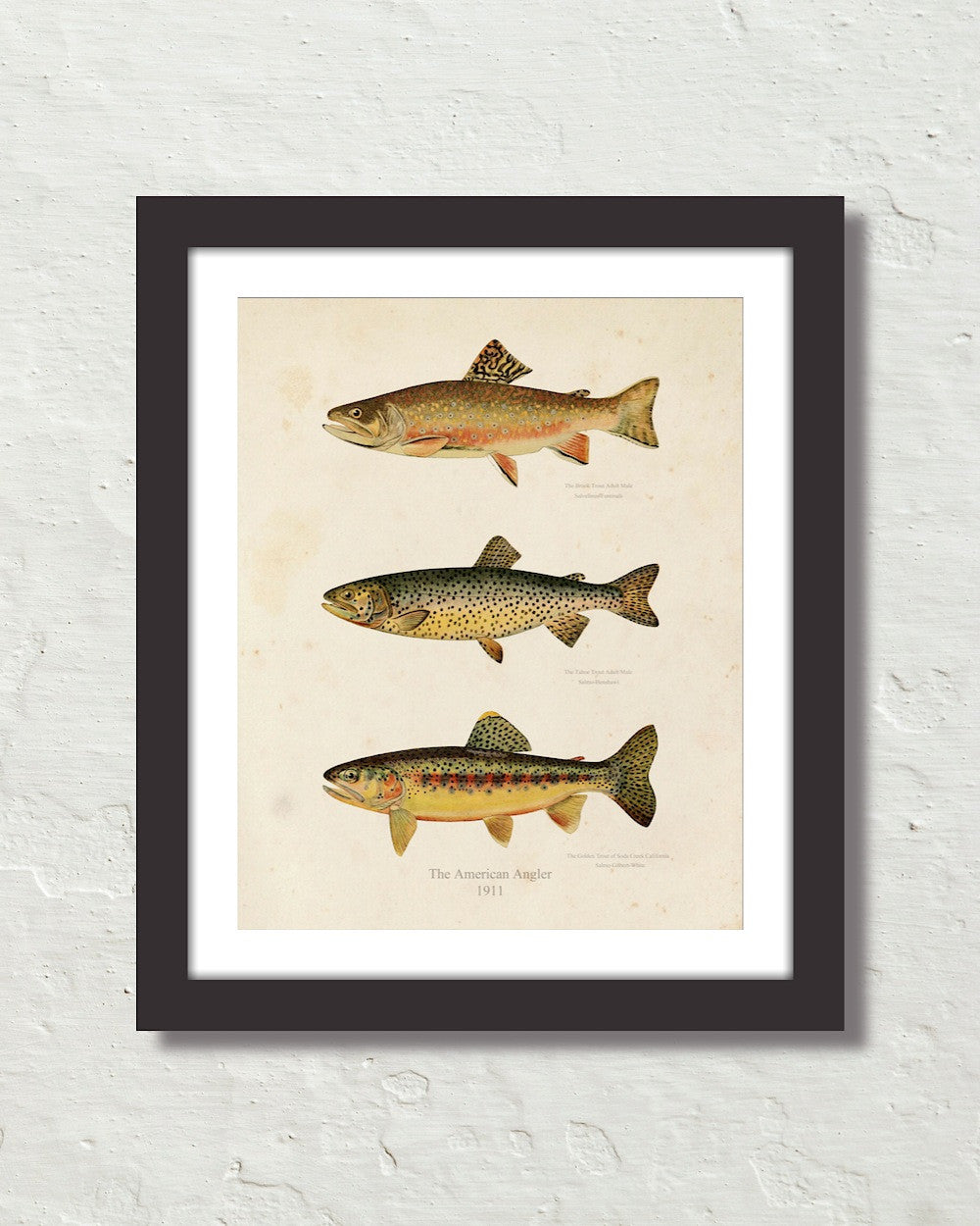 Vintage Trout Fish Art Print No. 1 – Belle Maison Art