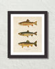 Vintage Trout Fish Art Print No. 1