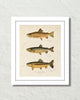 Vintage Trout Fish Art Print No. 1